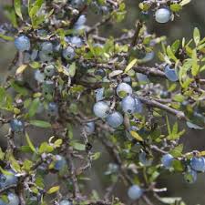 Image result for Coptosperma zygoon