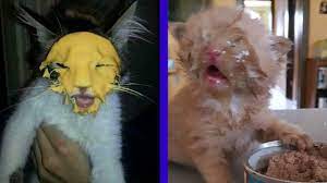 Best Cat Memes Compilation Of 2020 Part 17 Funny Cats Youtube Best Cat Memes Cat Memes Funny Cats