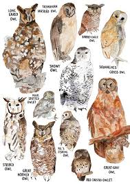 Charislogia Owl Species Owl Pictures Beautiful Owl