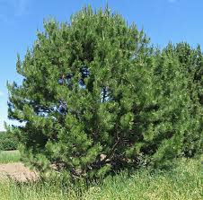 They both came up with lists of their favorite front range trees. Study Identifies Fastest Growing Trees For Front Range Colorado State Forest Service