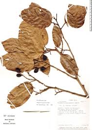 Minquartia guianensis