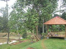 Kami tidak hanya sekedar jual tanah tapi juga membangun kawasan wisata yang akan menarik banyak. Sewa Tanah Jual Tanah Jonggol Murah Jualsewatanah Com