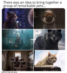 Ooh Don T Let Rocket Hear You Call Him A Pet Marvel Avengers Marvel Memes Marvel