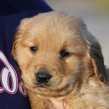 Golden retriever puppies make excellent family pets and we have a wide selection of puppies for you. Happy Acres Puppies Golden Retrievers Missouri Puppies Happy Acres Puppies
