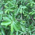 Image result for Hexalobus monopetalus