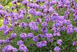 Het project is gebouwd op vijf zuilen.de nederlandstalige versie startte op 19 juni 2001 en is, gemeten naar het aantal lemma's, met meer dan 2 miljoen artikelen de op vijf na grootste taalversie. Verbena Lilacina De La Mina Cedros Island Verbena Bloomtime Spring Summer Height 1 2 Feet Width 3 Drought Tolerant Perennials Verbena Habitat Garden