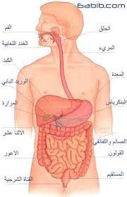 20 معلومة مذهلة عن جسم الانسان موقع رنوو نت
