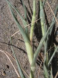 Image result for Schmidtia kalahariensis