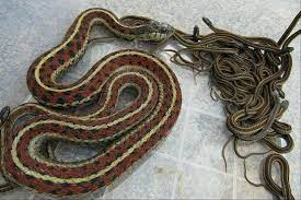 13 Beautiful And Colorful Small Snake Pets Small Snakes Snake Beautiful Snakes
