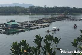 Eceng Gondok Tutupi 70 Persen Waduk Cirata Pikiran Rakyat Com