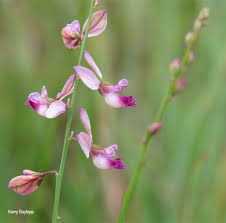 Image result for Polygala hottentotta