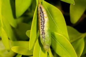 Image result for caterpillar box tree moth inside buxus plant