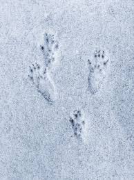 Marsha samson) snow prints may reveal clues to an animal's size, diet, gait and habits. 5 Animal Tracks You Can Identify In Your Yard Animal Tracks In Snow Animal Tracks Fox Tracks In Snow