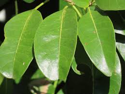 Image result for Inhambanella henriquesii