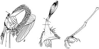 Moon cactus, also known as gymnocalycium mihanovichii or hibotan cactus, is native to south american deserts in places like brazil and argentina. Obtaining Preserving And Preparing Bird Specimens