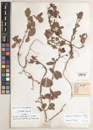 Image result for Desmodium nicaraguense