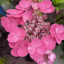 Image result for Hydrangea