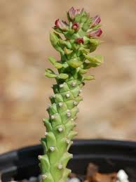 Image result for Monadenium crenatum
