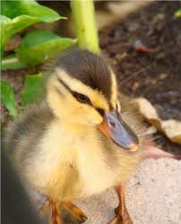 How To Raise Baby Ducklings Pethelpful
