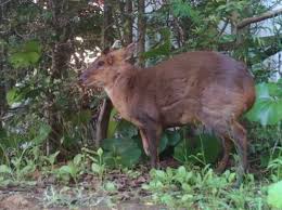 求む 駆除仕事人 爆発的増加シカ科の キョン 千葉県 応募者辞退で再募集 産経ニュース