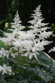 These flowering perennial vines for shade are the perfect solution…they're pretty and practical. Madelief White Flowers Shade Perennials Plants