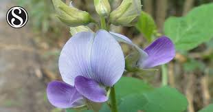 Image result for Crotalaria verrucosa
