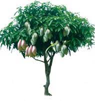 Download Raphic Tree Fruitful Transprent Png Free Download Gambar Pohon Mangga Berbuah Png Free Png Images Toppng Free download software full version,tips blogging,tips facebook,artikel populer,chord/kunci gitar/lirik lagu terbaru. raphic tree fruitful transprent png