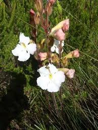 Image result for Harveya