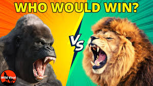 Twice the size of a male lion. Gorilla Vs Lion Who Would Win Youtube