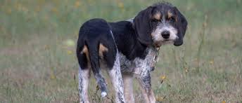 Il a besoin d'espace pour se dépenser et n'est pas fait pour la vie en appartement. Griffon Bleu De Gascogne Steckbrief Charakter Wesen Und Haltung