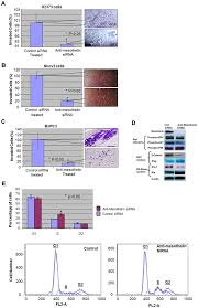 About 80% of people with mesothelioma have been exposed to asbestos. The Effects Of Silencing Mesothelin On Cancer Cell Invasiveness Download Scientific Diagram
