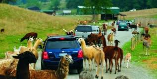 All reviews bread bison feed the animals stick their heads drive thru petting zoo tongue laughed so hard large animals kodiak bears car wash fallow deer love animals whole wheat his head bring your own lots of fun. Virginia Safari Park Visit Shenandoah Valley