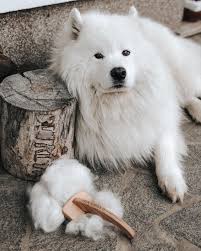 If you are interested, email us at firecld@castles.com. Samoyed Dog In 2021 Samoyed Dogs Samoyed Puppies For Sale Samoyed Puppy