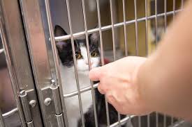 But for such a cheap price, something must be wrong with the. Costs Of Adopting A Shelter Pet Money