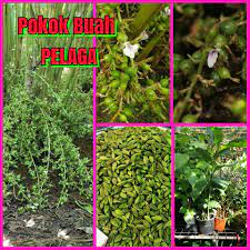 803 resipi yang mudah dan sedap untuk buah pelaga daripada komuniti memasak terbesar di dunia! Rempah 4 Sekawan 1 Pokok Buah Pelaga Qr Online Nursery Facebook