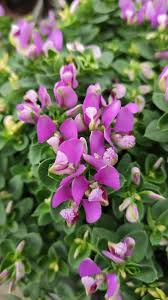 Image result for Polygala friesii