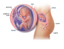 Umur kandungan 5 bulan berarti sudah menginjak trimester kedua. Perkembangan Janin 5 Bulan 20 Minggu Hamil Co Id