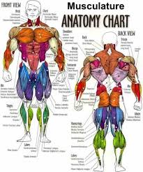 A ligament is often found in the joints of the body and are labelled diagram of human body parts see more about labelled diagram of human body parts labeled. Tendon Diagram Labeled 25 Muscles Of The Arm Labeled Markcritz Template Design