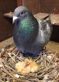 Https Yarispostaguvercini Blogspot Com Pigeon Breeds Pigeon Pictures Racing Pigeons