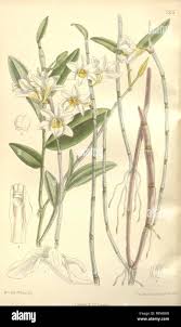 Image result for Hexasepalum sarmentosum