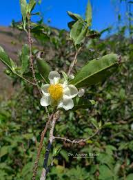 Image result for Camellia sinensis