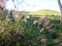 Image result for Melinis minutiflora