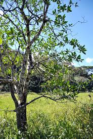 Image result for Voacanga thouarsii