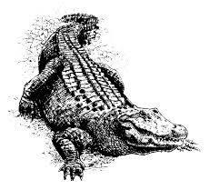 Animal Clip Arts Alligator Clipart Alligator Tattoo Alligator Meat Crocodile Tattoo
