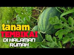 Boleh tanam dalam pasu aje. Cara Mudah Tanam Tembikai Di Rumah Sampai Berbuah Perak Malaysia Youtube