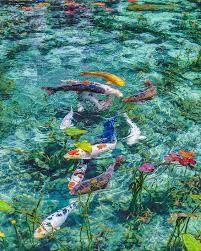 japan airline monet s pond in gifu is indeed a natural work of art pictureperfectmay 自 airline japana art nature aesthetic nature photography