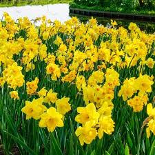 3 Months Of Yellow Daffodils 25 Per Package In 2021 Yellow Daffodils Daffodils Partial Shade Flowers