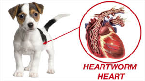 Some species of these worms occur only in one pet or the other, but other species of hookworm can pass between your furry companions. 10 Heartworm Myths Advanced Veterinary Care