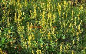 Denumirile populare ale aceste plante sunt: Sanzienele Medicament È™i Surogat De Cafea Paradis Verde