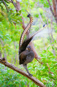 Bird That Sounds Like A Squeaky Toy Uk Pin By Kim Freeman Brock On Beautiful Creatures Birds